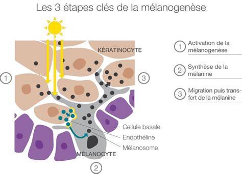 Infographie: Schéma de la mélanogénèse et des facteurs influençant la pigmentation (UV, vitamine B12, antioxydants)
