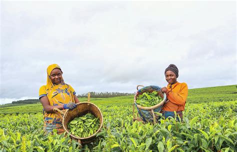 Femmes récoltant des feuilles de thé à la main dans une plantation