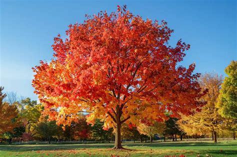 Arbres d'automne aux couleurs vives