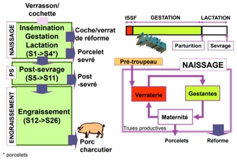 Schéma de conduite porcine bio: naisseur, engraisseur et post-sevreur-engraisseur