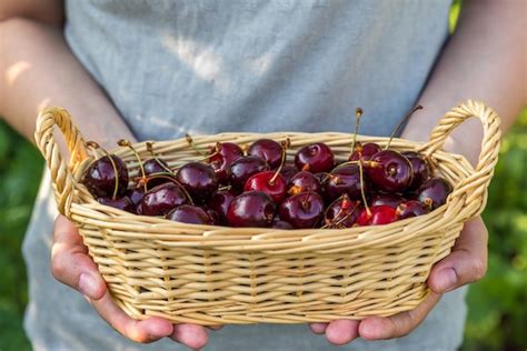 Assortiment de cerises fraîches dans un panier