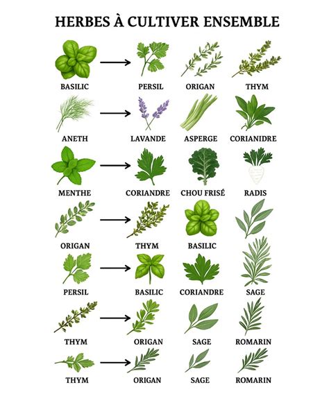 Herbes aromatiques fraîches (basilic, persil, origan)