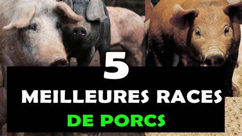 Infographie: Races de porc et leurs origines
