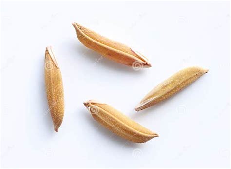 Grains de riz biologique