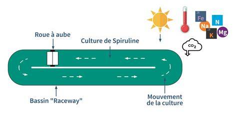 Schéma des conditions de culture et de récolte de la spiruline