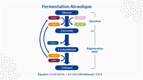 Schéma du processus de fermentation du kimchi