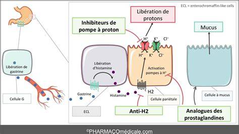 Graphique des mécanismes Anti-inflammatoires du GLA: PGE1 et DHGLA