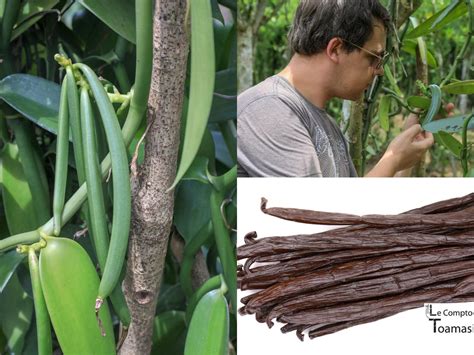 Arbre de vanille avec gousses