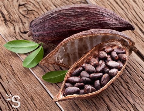 Fèves de cacao et chocolat