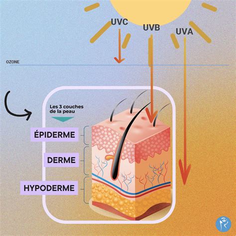 Schéma expliquant l'action des filtres UVA et UVB
