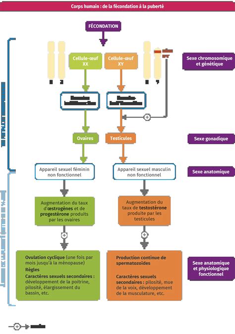 Schéma simple expliquant la préparation de la persillade