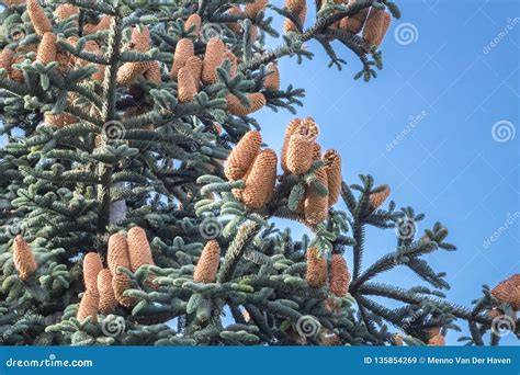 Infographie: Cycle de maturation des cônes du sapin et dispersion des graines