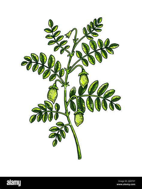 Illustration botanique du pois chiche avec ses gousses
