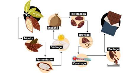 Schéma explicatif du processus bean-to-bar étape par étape (récolte, torréfaction, broyage, conchage, tempérage, moulage)