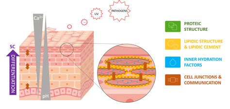 Schéma illustrant les trois céramides et l'acide hyaluronique dans la barrière cutanée