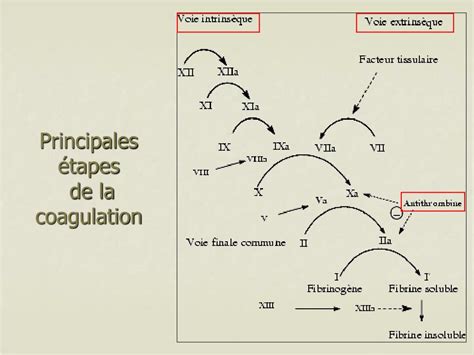 Diagramme expliquant le processus de coagulation des protéines dans la crème