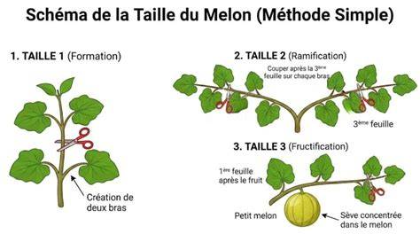 Illustration: schéma de taille en 3 étapes pour melon non hybride