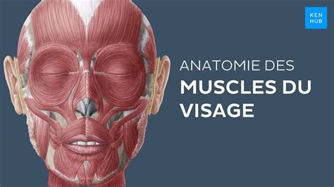 Diagramme montrant les muscles du visage impliqués dans un sourire authentique (sourire Duchenne)
