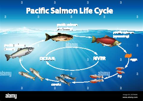 diagramme_mariner_saumon.jpg