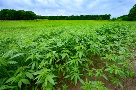 Champ de chanvre en fleurs