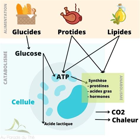 Schéma simplifié du métabolisme des glucides et de l'action de l'AHC sur l'enzyme ATP-citrate lyase