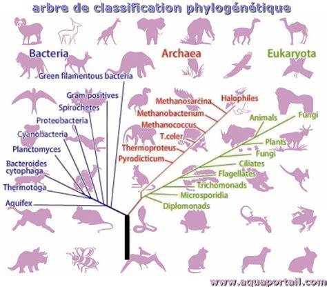 Illustration: arbres phylogénétiques et complexes génomiques des genres Stenotrophomonas et Elisabethkingia