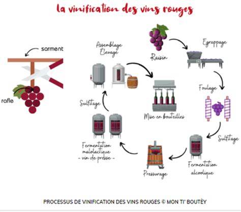 Schéma simplifié du cycle de vinification et de l’élevage de Côte Brune Jamet