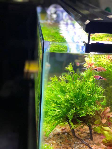 aquarium fini face arrière noire, plantes et banc de tétras