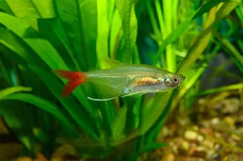 banc de tétras characin de verre à queue rouge dans aquarium planté