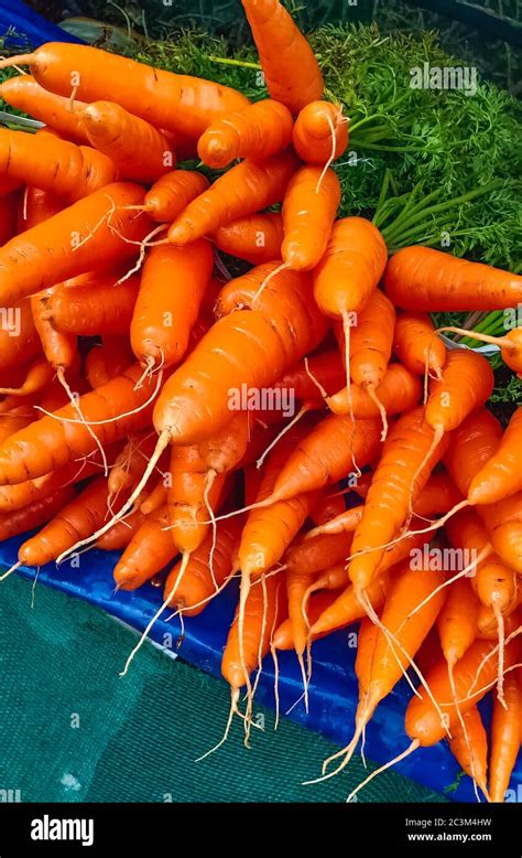 Carottes fraîches et colorées