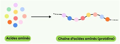 Schéma des acides aminés formant une protéine