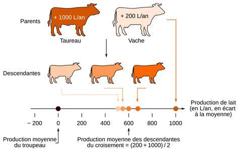 Schéma de substitution viande et versions légères
