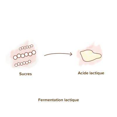Infographie: Schéma de la lacto-fermentation et des familles de ferments lactiques