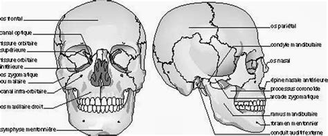 Diagramme du squelette facial humain montrant la mandibule