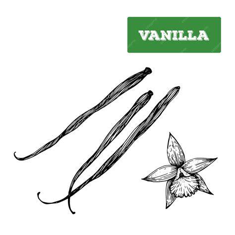 Illustration de vanille gourmande et tabac fumé