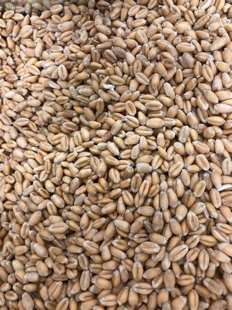 Grains de blé dur