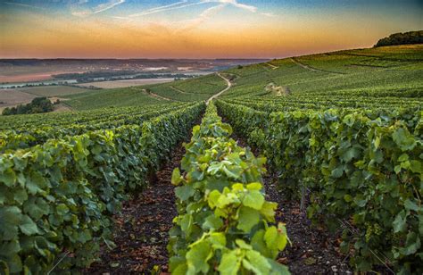 Vignoble champenois en biodynamie