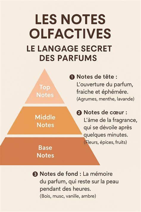 Schéma des notes olfactives présentant les têtes, cœur et fond