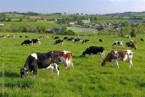 Vache laitière en fin de gestation dans un pré