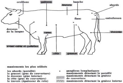 Diagramme illustrant les différentes notes d'état corporel d'une vache