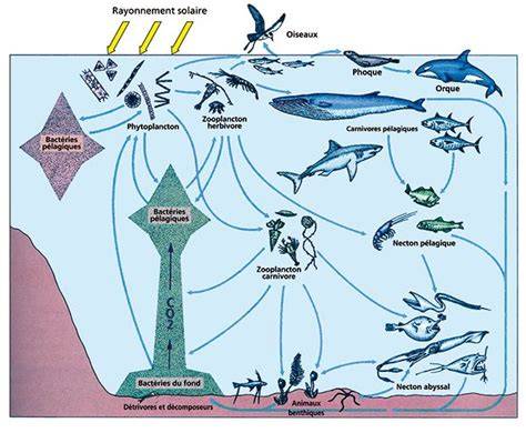 Schéma simple montrant le rôle écologique du poisson-perroquet dans le récif