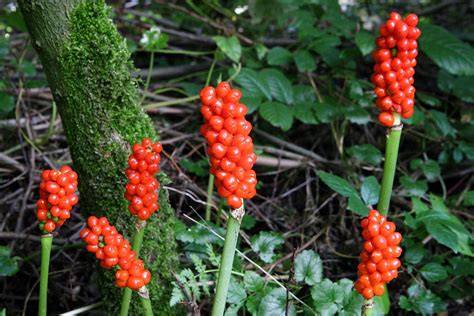 Arum maculatum et Arum italicum - morphologies et fruits rouges