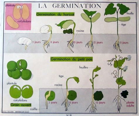 Infographie: Schéma des étapes de germination des pois chiches