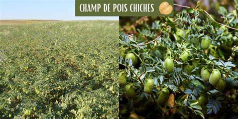 Carte des régions adaptées à la culture du pois chiche