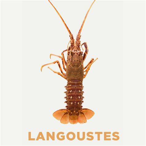 Langouste vivante prête à griller - infographie des étapes