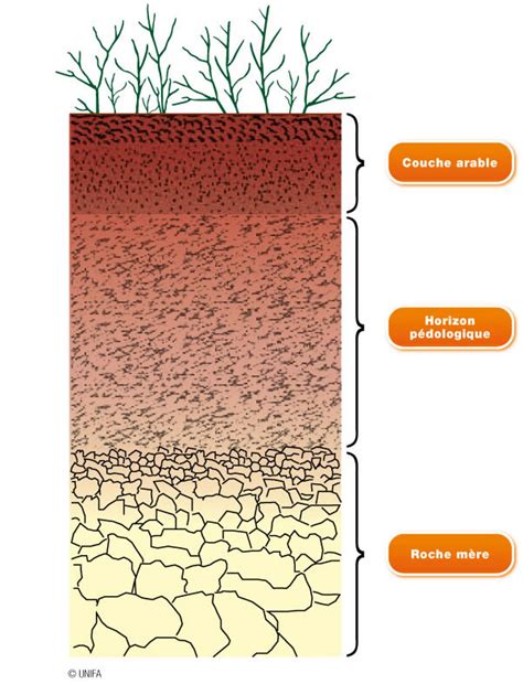 Vue en coupe d'un sol avec différentes couches et vers de terre