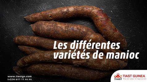 Infographie: Différentes méthodes de cuisson du manioc et leurs résultats