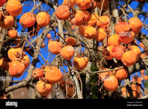 kaki mûr sur un arbre