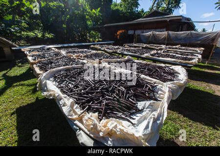 Gousses de vanille séchant au soleil
