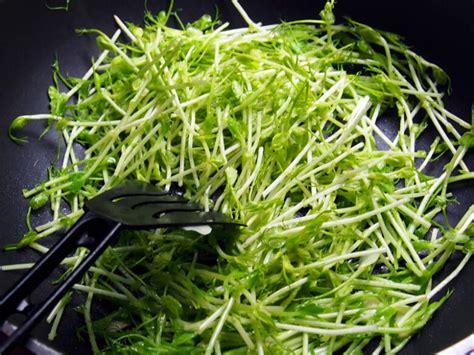 Pousses de pois sautées dans une poêle